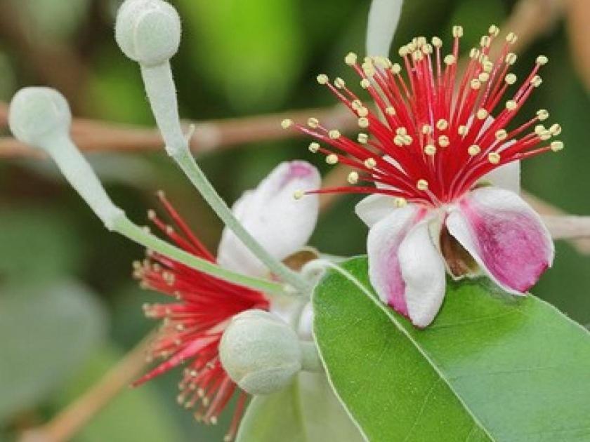 Вилла Feijoa Сен-Жели-дю-Феск Экстерьер фото